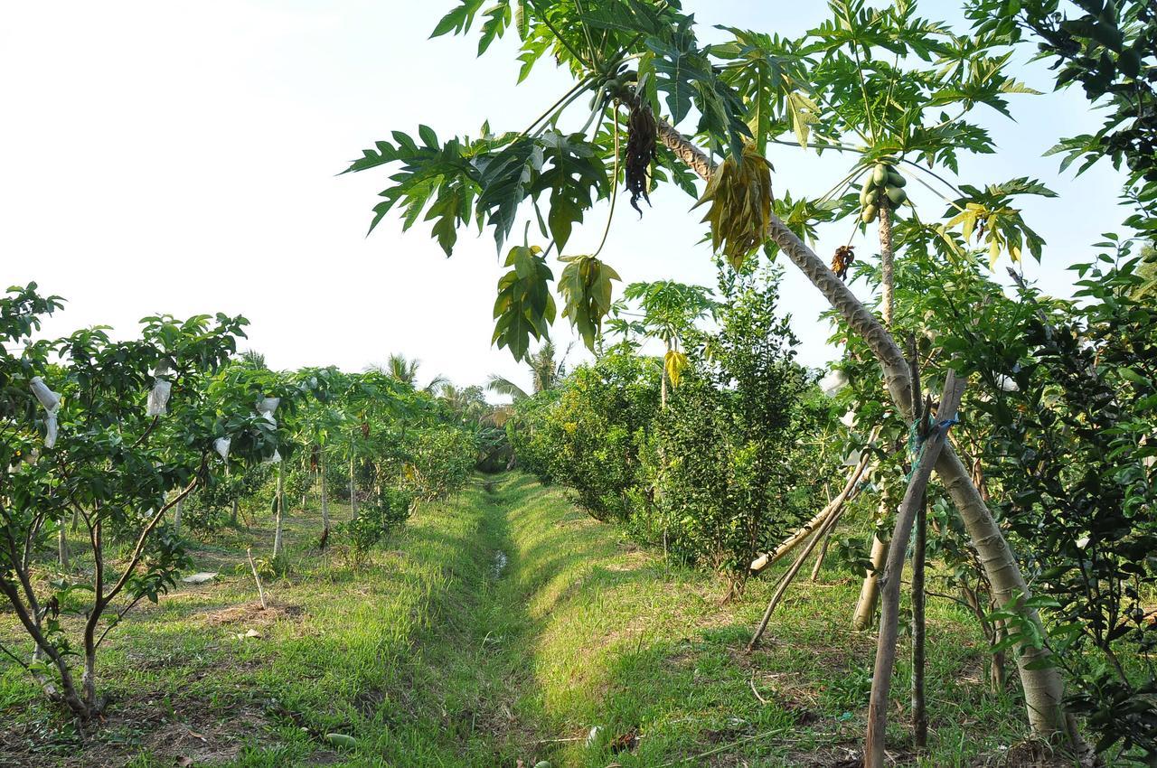 水果农场山林小屋 富国 外观 照片