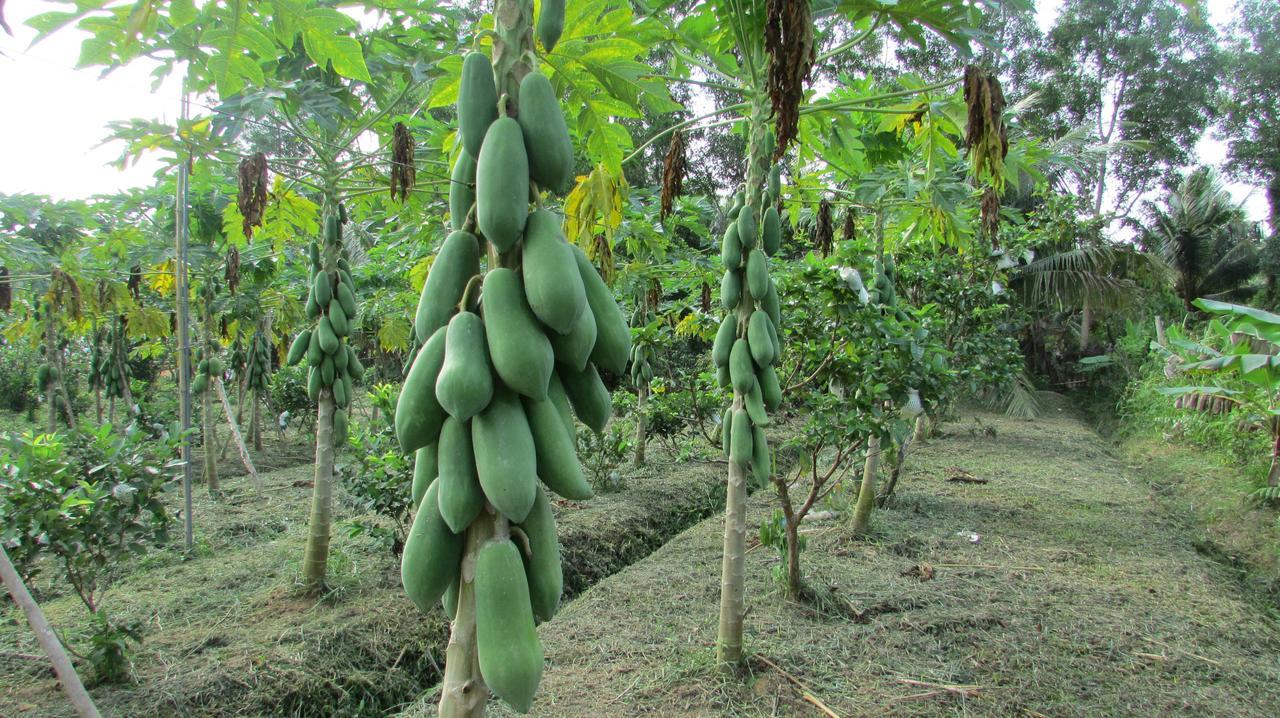 水果农场山林小屋 富国 外观 照片
